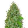 купить семена конопли афганки Auto Magik feminised купить семена конопли афганки Auto Magik feminised