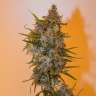 семена конопли Украина Chronic feminised GanjaLiveSeeds