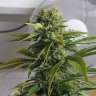 семена конопли автоцвет еррор сидс Auto Great White Shark feminised GanjaLiveSeeds