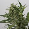 семена конопли дешево Auto Great White Shark feminised GanjaLiveSeeds