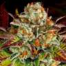 Семена Auto Mintz feminised Ganja Seeds купить Семена Auto Mintz feminised Ganja Seeds купить