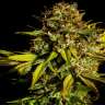 Семена Auto Mintz feminised Ganja Seeds купить недорого Семена Auto Mintz feminised Ganja Seeds купить недорого