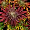 Семена Auto Mintz feminised Ganja Seeds заказать Семена Auto Mintz feminised Ganja Seeds заказать