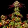 Семена Auto Mintz feminised Ganja Seeds недорого Семена Auto Mintz feminised Ganja Seeds недорого