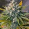 Auto Big Devil 2 feminised Ganja Seeds