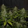 Auto Super Mazar feminised Ganja Seeds