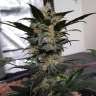 Auto Super Mazar feminised Ganja Seeds
