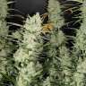 Auto Super Mazar feminised Ganja Seeds
