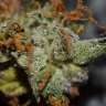 заказ семян конопли Auto Namor feminised заказ семян конопли Auto Namor feminised