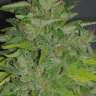заказать семена конопли курьером Arjan's Haze 1 feminised заказать семена конопли курьером Arjan's Haze 1 feminised
