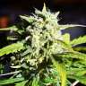 купить семена сортовой конопли Outlaw Amnesia feminised