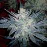 семена конопли наложенным платежом Auto Black Jack feminised GanjaLiveSeeds