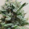 Cream 47 feminised GanjaLiveSeeds Fast Version Cream 47 feminised GanjaLiveSeeds Fast Version