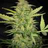 Cream 47 feminised GanjaLiveSeeds Fast Version Cream 47 feminised GanjaLiveSeeds Fast Version