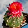 Купить семена кактуса Astrophytum asterias red flowers