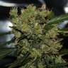 купить семена конопли недорого 2046 feminised купить семена конопли недорого 2046 feminised