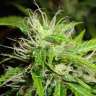 купить семена конопли в Украине 2046 feminised купить семена конопли в Украине 2046 feminised