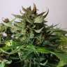 семена конопли с доставкой Auto Haze feminised GanjaLiveSeeds