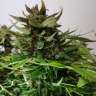 семена конопли марихуаны Auto Haze feminised GanjaLiveSeeds