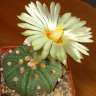 Семена кактусов Astrophytum asterias