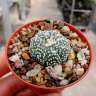 Недорогие семена кактусов Astrophytum asterias
