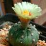 Купить семена кактусов Astrophytum asterias