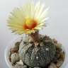 Заказать семена кактусов Astrophytum asterias