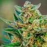Семена марихуаны Auto Hell’s Angel OG feminised Ganja Seeds купить Семена марихуаны Auto Hell’s Angel OG feminised Ganja Seeds купить