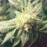 Auto Hell's Angel OG feminised Ganja Seeds Auto Hell's Angel OG feminised Ganja Seeds
