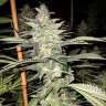купить семена конопли Hash Passion feminised