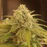 где заказать семена конопли Afghan feminised где заказать семена конопли Afghan feminised
