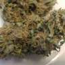 заказать семена конопли почтой Afghan feminised заказать семена конопли почтой Afghan feminised