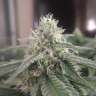 заказать семена конопли Afghan feminised заказать семена конопли Afghan feminised