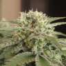 заказ семян конопли Afghan feminised заказ семян конопли Afghan feminised