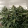 заказать качественные семена конопли Afghan feminised заказать качественные семена конопли Afghan feminised