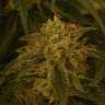 где можно заказать семена конопли Afghan feminised где можно заказать семена конопли Afghan feminised