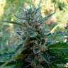 купить семена конопли Auto Skaar feminised в интернете купить семена конопли Auto Skaar feminised в интернете