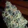 купить семена конопли феминизированные Alaskan Ice feminised