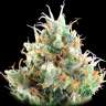 купить семена конопли гидропоники Alaskan Ice feminised