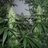 купить семена конопли элитных сортов Alaskan Ice feminised