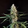 Jack Herer feminised GanjaLiveSeeds Jack Herer feminised GanjaLiveSeeds