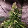 семена конопли для посадки Auto Hindu Kush feminised GanjaLiveSeeds семена конопли для посадки Auto Hindu Kush feminised GanjaLiveSeeds