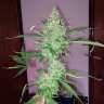 семена культурной конопли Auto Hindu Kush feminised GanjaLiveSeeds семена культурной конопли Auto Hindu Kush feminised GanjaLiveSeeds