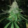 семена конопли в Украине Auto Hindu Kush feminised GanjaLiveSeeds семена конопли в Украине Auto Hindu Kush feminised GanjaLiveSeeds