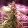 семена конопли недорого Auto Hindu Kush feminised GanjaLiveSeeds семена конопли недорого Auto Hindu Kush feminised GanjaLiveSeeds