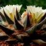 Купить семена кактуса Ariocarpus trigonus elongatus Купить семена кактуса Ariocarpus trigonus elongatus