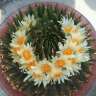Заказать семена кактуса Ariocarpus trigonus elongatus Заказать семена кактуса Ariocarpus trigonus elongatus