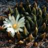 Купить семки кактуса Ariocarpus trigonus elongatus Купить семки кактуса Ariocarpus trigonus elongatus
