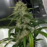 Семена конопли Dos-Si-Dos feminised Ganja Seeds Семена конопли Dos-Si-Dos feminised Ganja Seeds