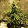 семена культурной конопли купить Auto Big Bang feminised семена культурной конопли купить Auto Big Bang feminised